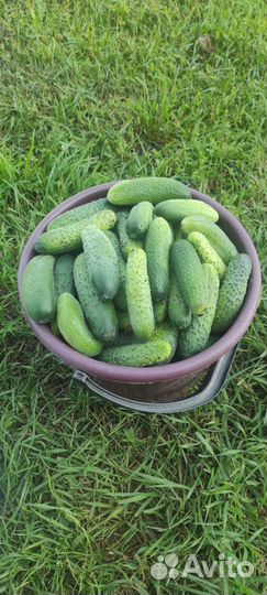 Огурцы