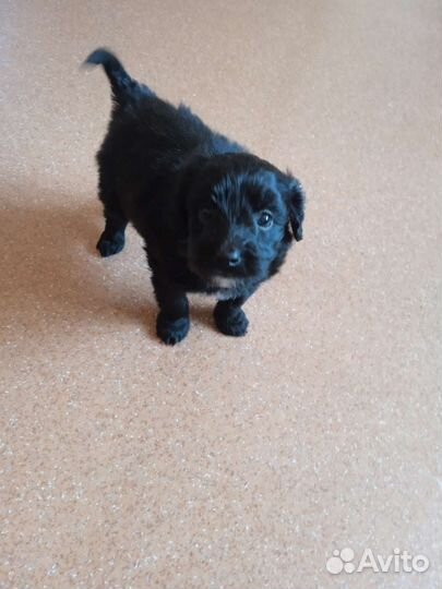 Маленькая собака