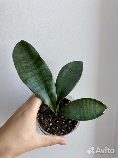 Сансевиерия Грандис