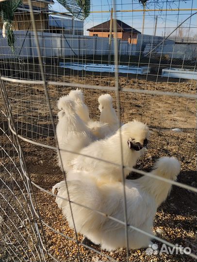 Петух китайский шелковый