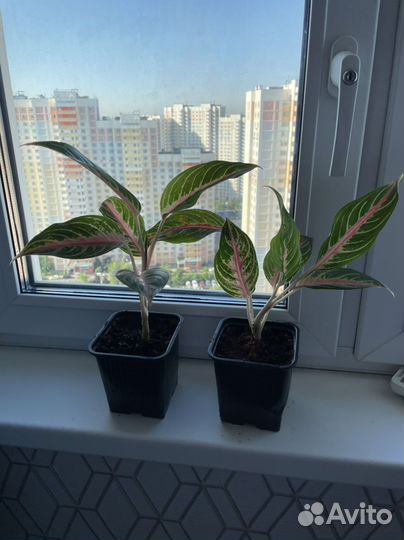 Аглаонема разные