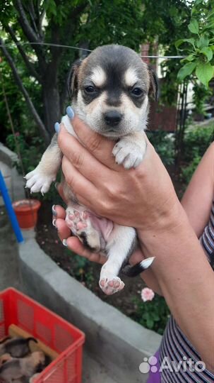 Щенки порода пинчер