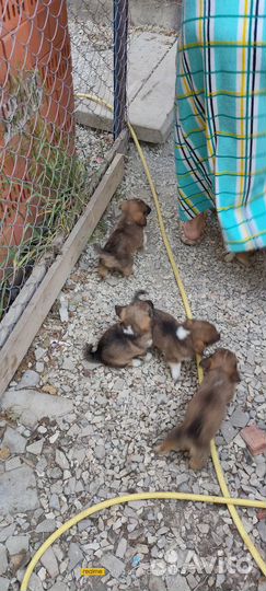 Щенки