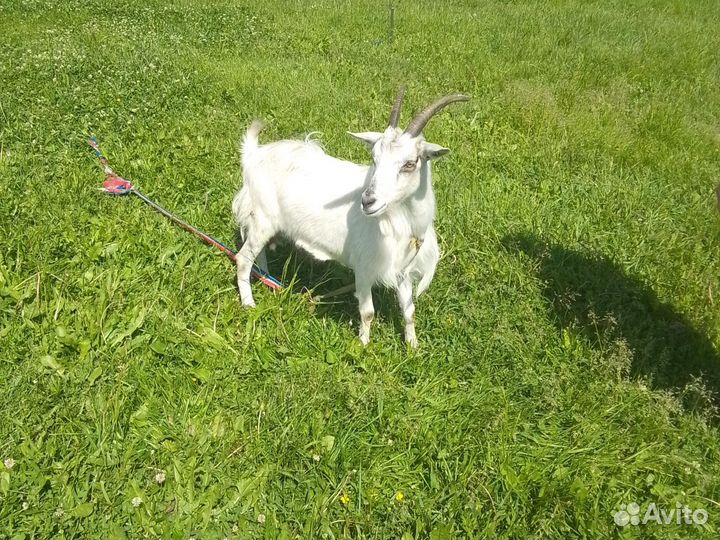 Продам козу 2 года дойную
