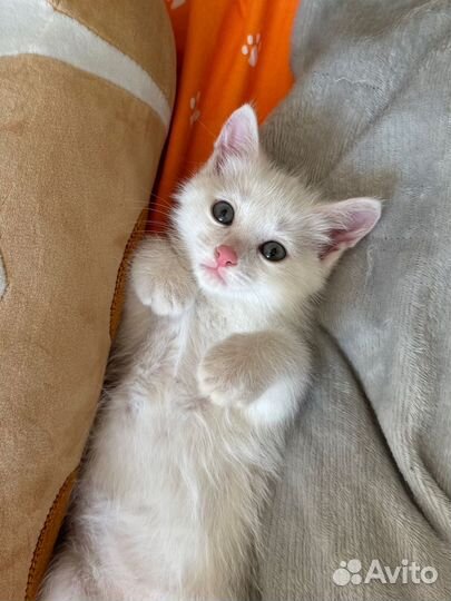 Белый котенок