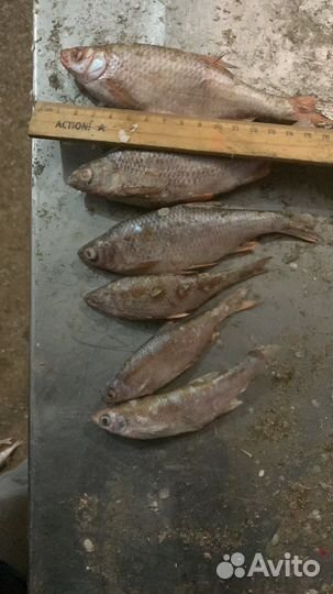 Мелочь чебаковая