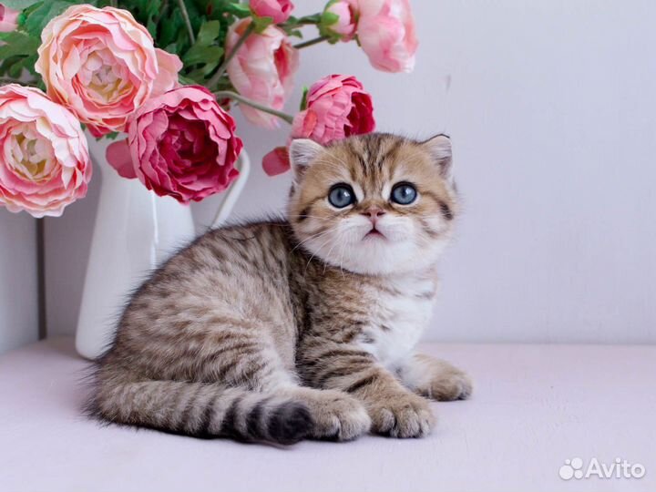 Котята золотая шиншилла