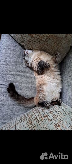 Отдам кота в добрые руки