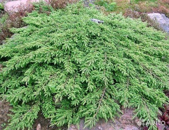 Можжевельник