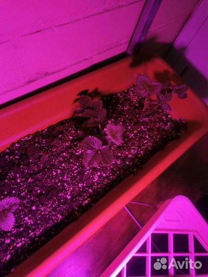 Фитолампа для растений фитолето uniel LED-A60-15W