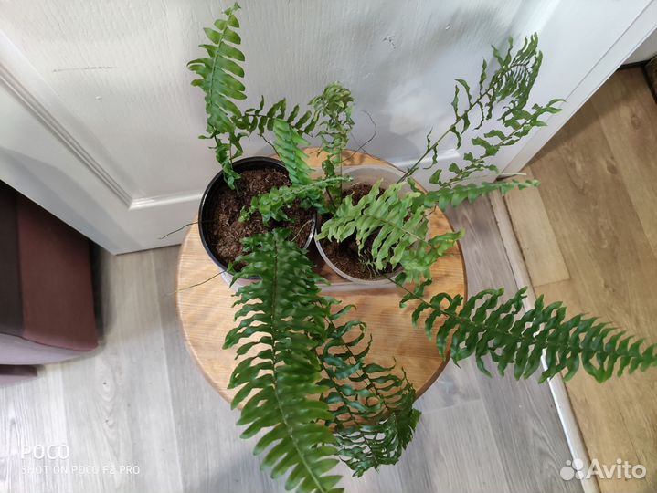 Папоротник нефролепис