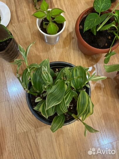 Комнатные цветы