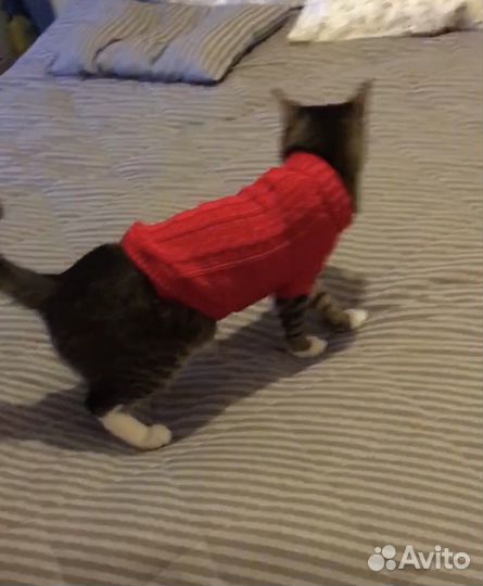 Свитер для кота или собачки