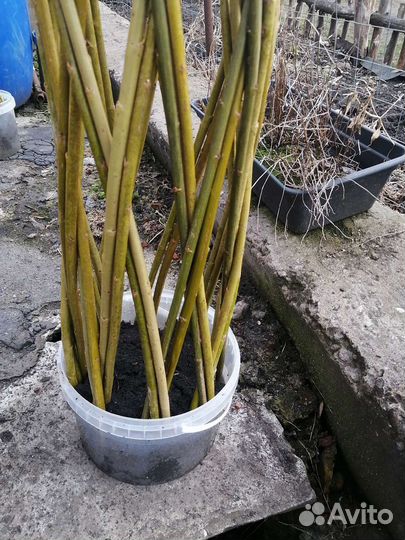 Ива плетеная