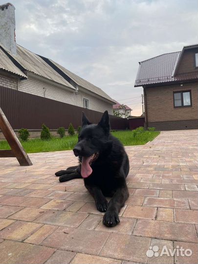 Продам щенков немецкой овчарки черные