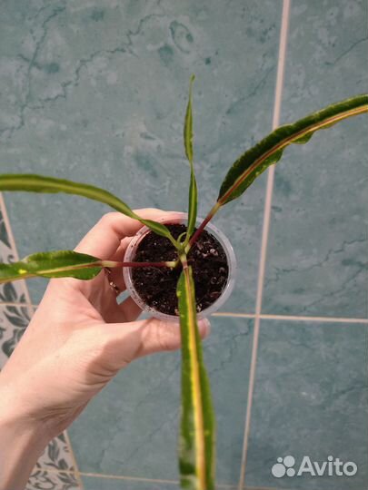 Краби Сисом