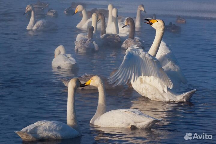Экскурсии из Белокурихи по Алтаю