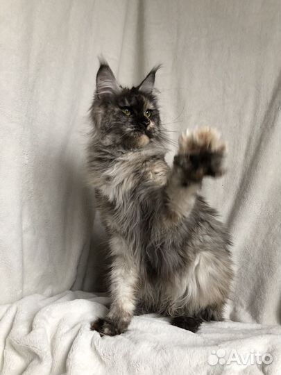 Кошка и кот в добрые руки
