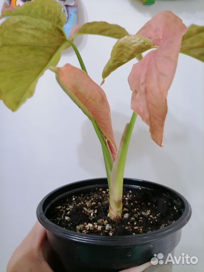 Сингониум neon пинк