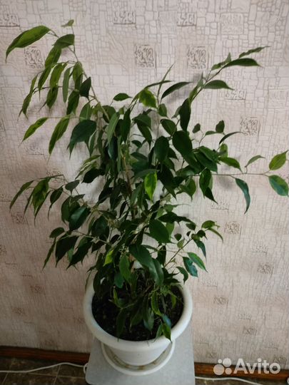 Цветок Фикус