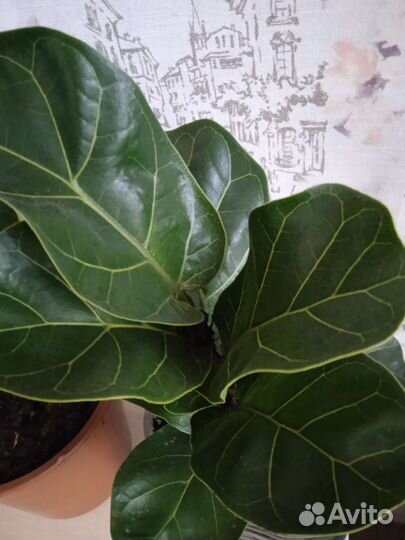 Фикус лирата бамбино