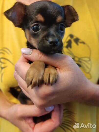 Мини той-терьер щенки