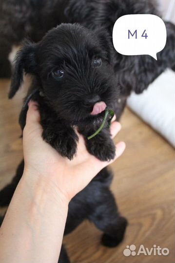 Цвергшнауцер щенок