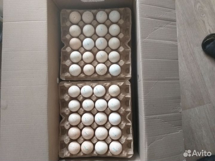 Инкубационное яйцо индейки