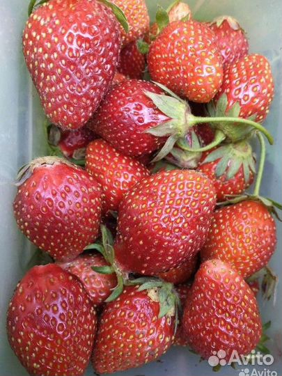 Рассада клубники Надежда советский сорт