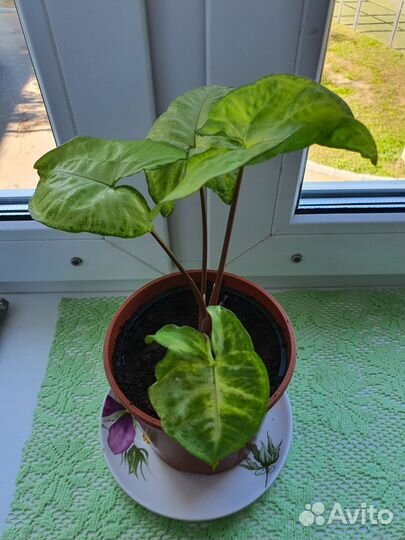 Сингониум ножколистный