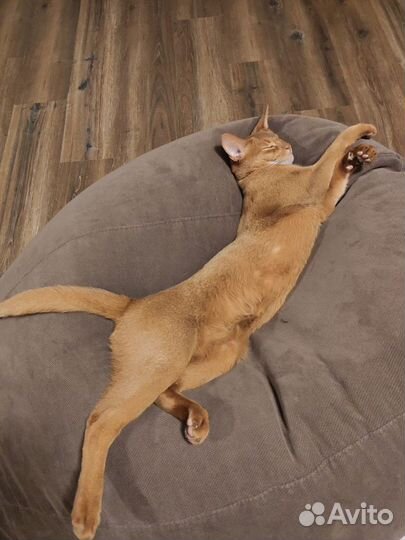 Передержка кошек м.Университет