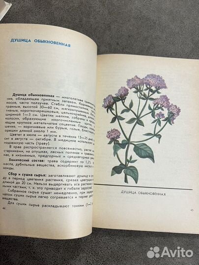 Лекарственные растения в медицине и в быту лот