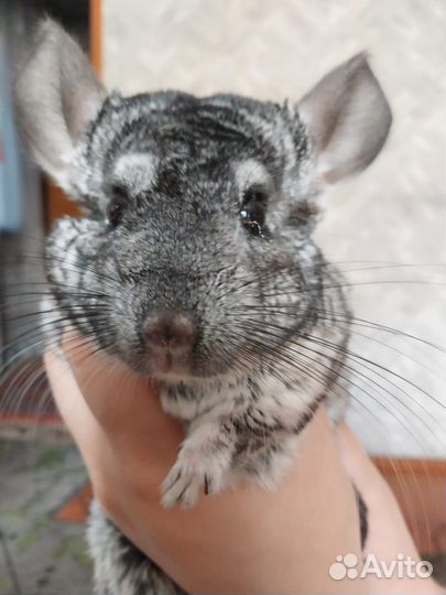 2 шиншиллы