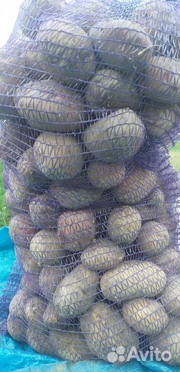 Продам домашний картофель