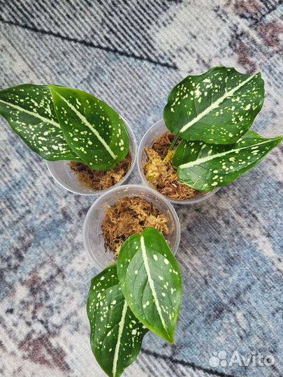 Аглаонема Costatum