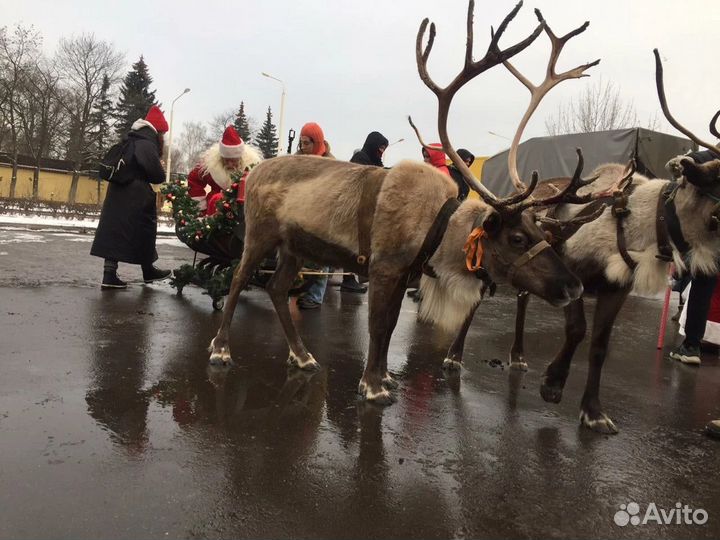 Олени на праздник