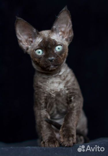 Котята девон-рекс
