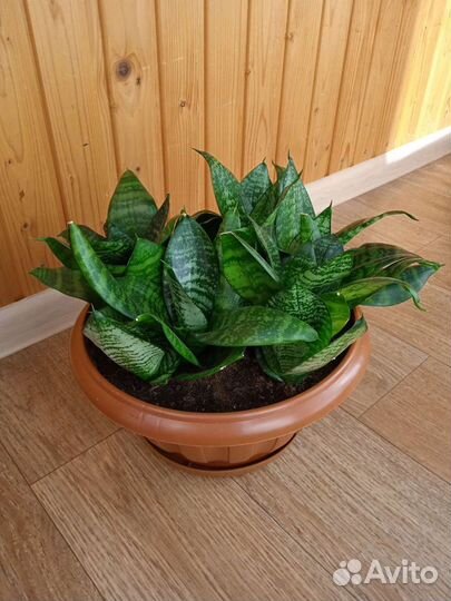 Сансевиерия