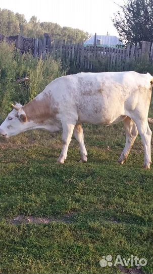 Телка 1.5 года