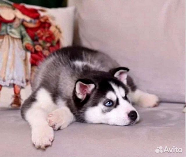 Щенки сибирской хаски девочки