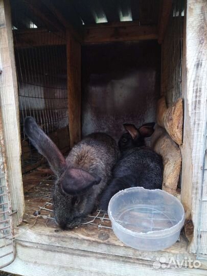 Кролики породы фландр