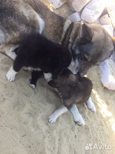 Щенки в дар