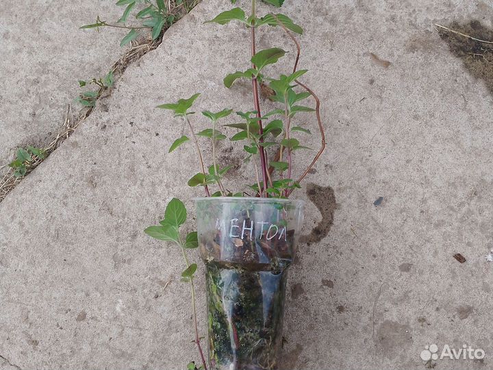 Мята разные сорта