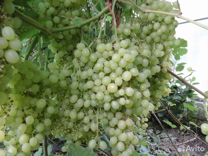 Саженцы винограда, груш и яблонь, клубника