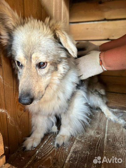 Собака Пушинка в добрые руки