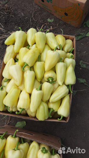 Семена перца алексей белазёрка