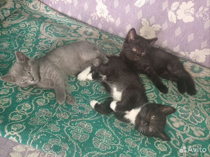 Отдам в добрые руки