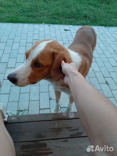 Кастрация, стерилизация собак и кошек