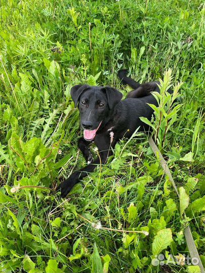 Собака в добрые руки