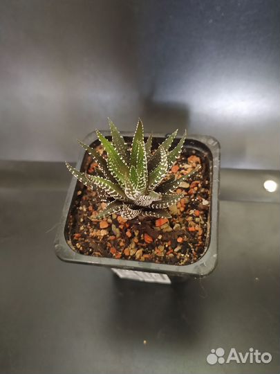 Суккуленты